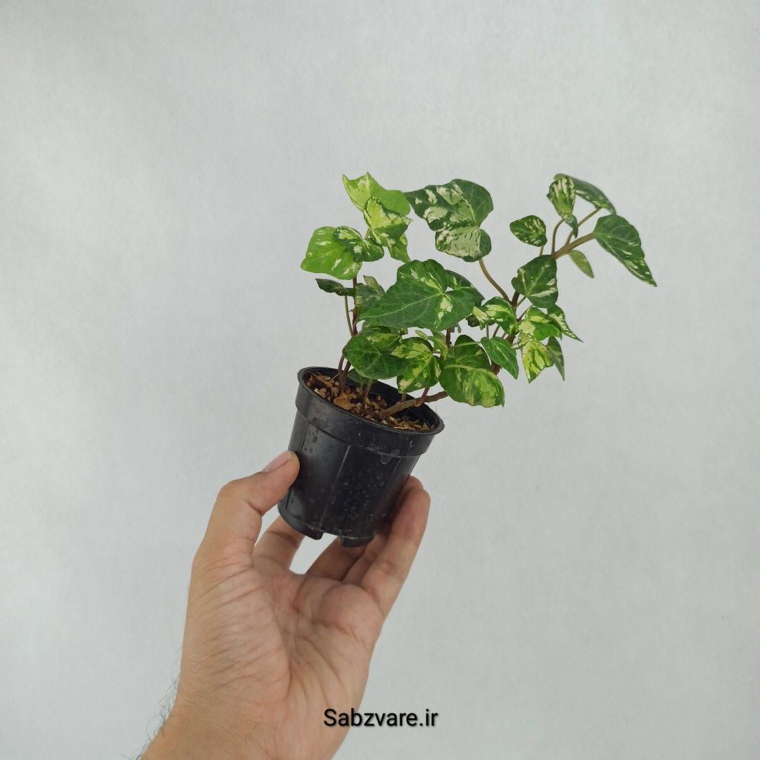 پاپیتال ابلق مینیاتوری (V23559) - Image 2