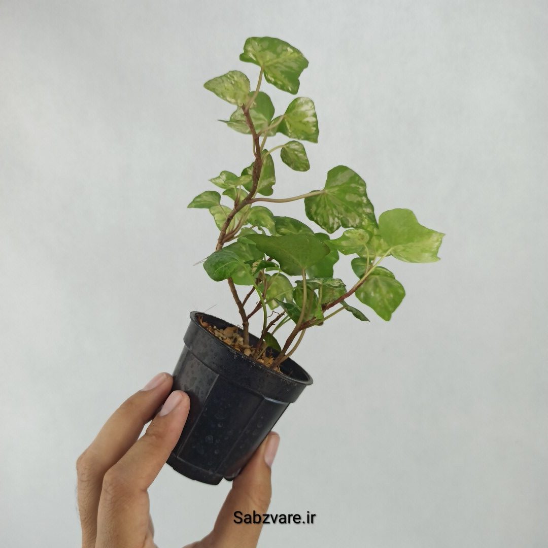 پاپیتال ابلق مینیاتوری (V23559) - Image 3