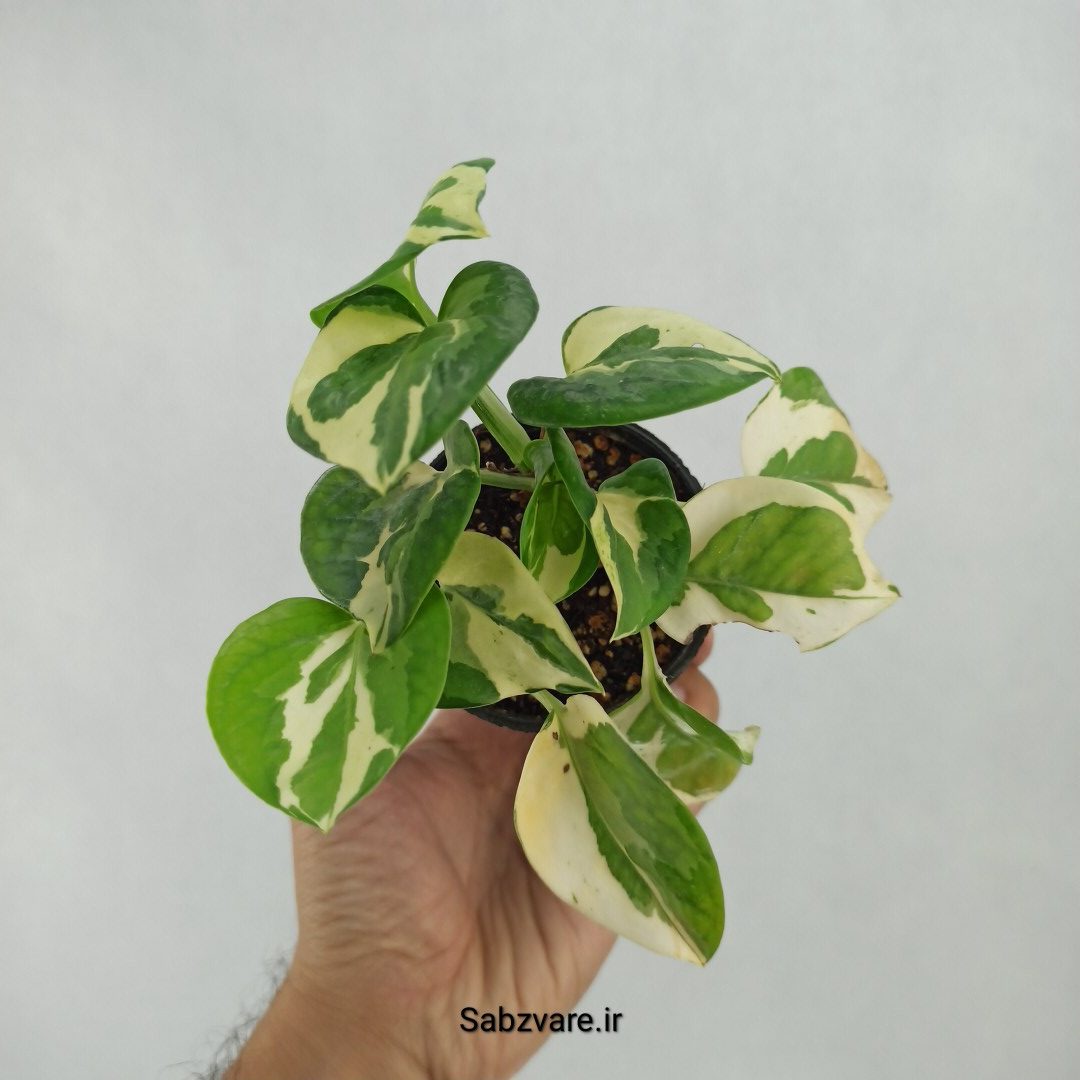 پتوس ارتشی (W23598)