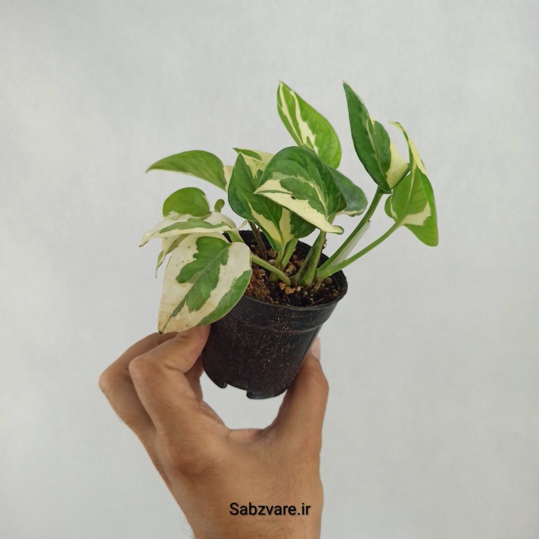 پتوس ارتشی (W23598) - Image 3