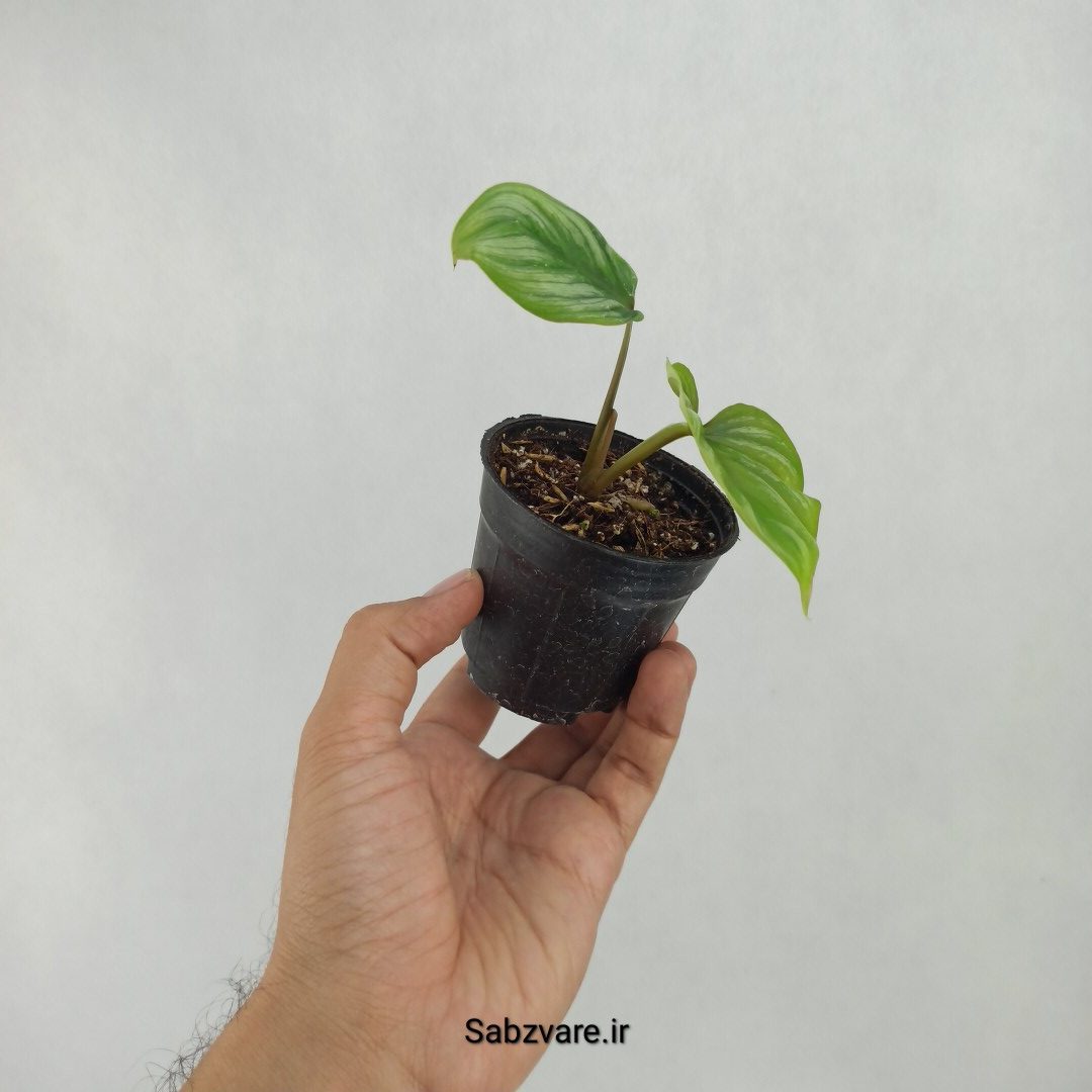 فیلودندرون پلومانی (W23594) - Image 2