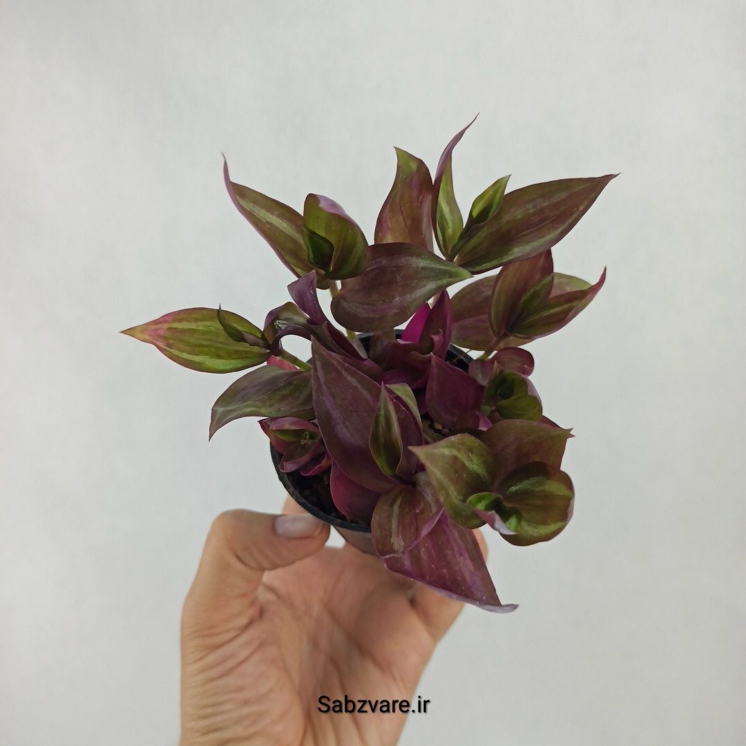 برگ بیدی پوست پیازی (W23593)