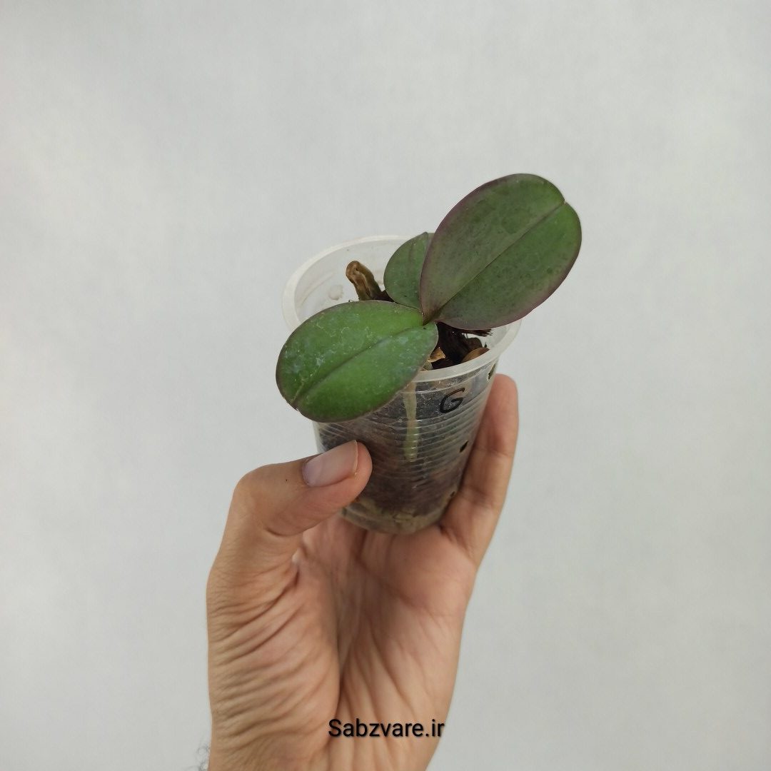 ارکیده فالانوپسیس (W23592) - Image 2