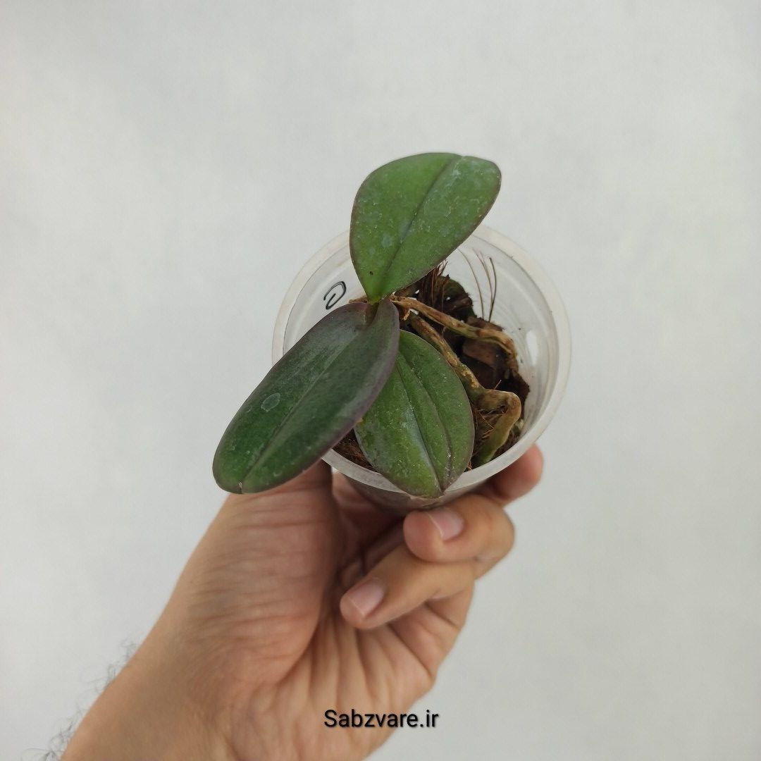 ارکیده فالانوپسیس (W23592) - Image 3