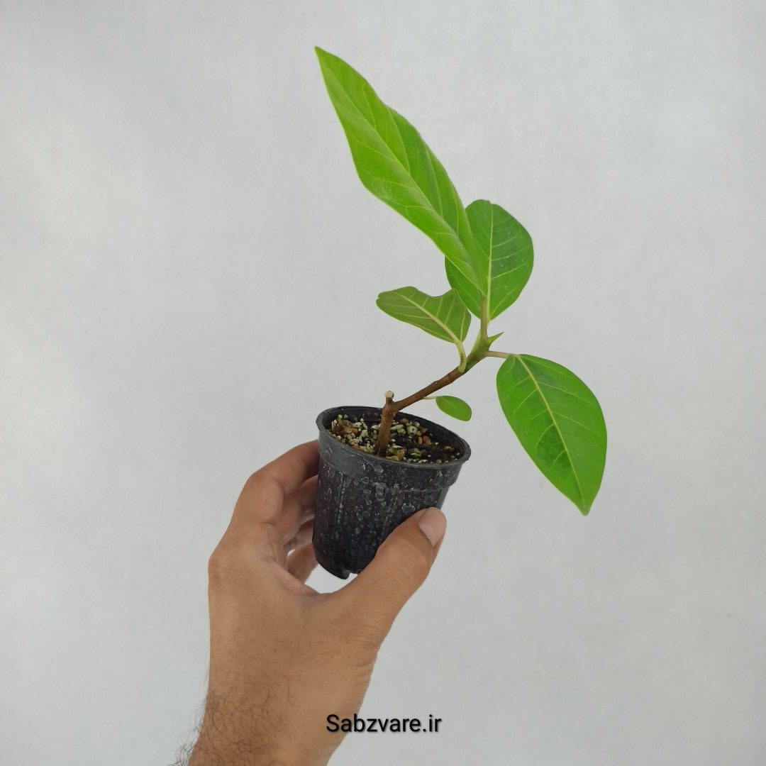 فیکوس آلتیسیما (W23591) - Image 2