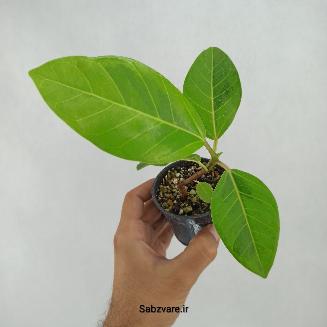 فیکوس آلتیسیما (W23591)