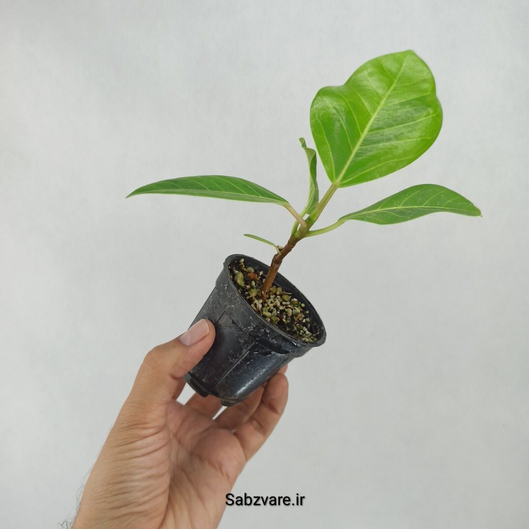 فیکوس آلتیسیما (W23591) - Image 3