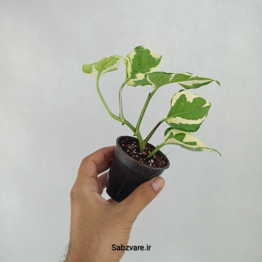 پتوس ارتشی (W23583) - Image 3