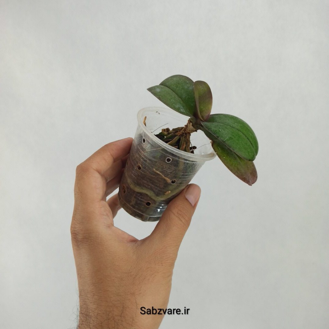 ارکیده فالانوپسیس (W23582) - Image 2