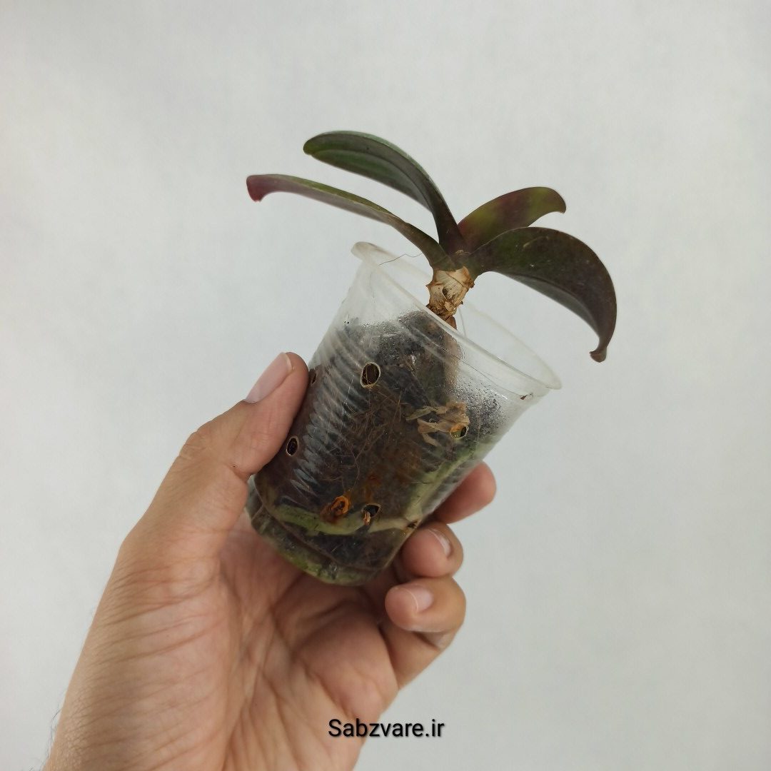 ارکیده فالانوپسیس (W23582) - Image 3