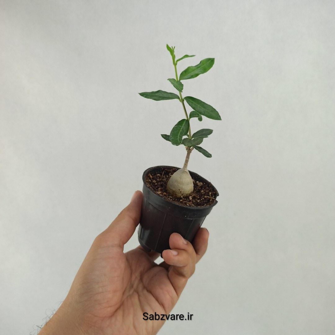 فوکیا (Y23641) - Image 3