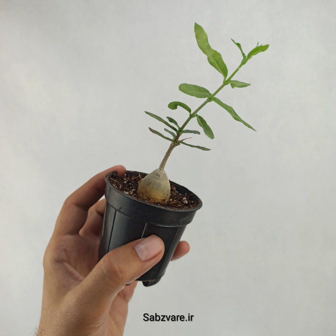 فوکیا (Y23641) - Image 2