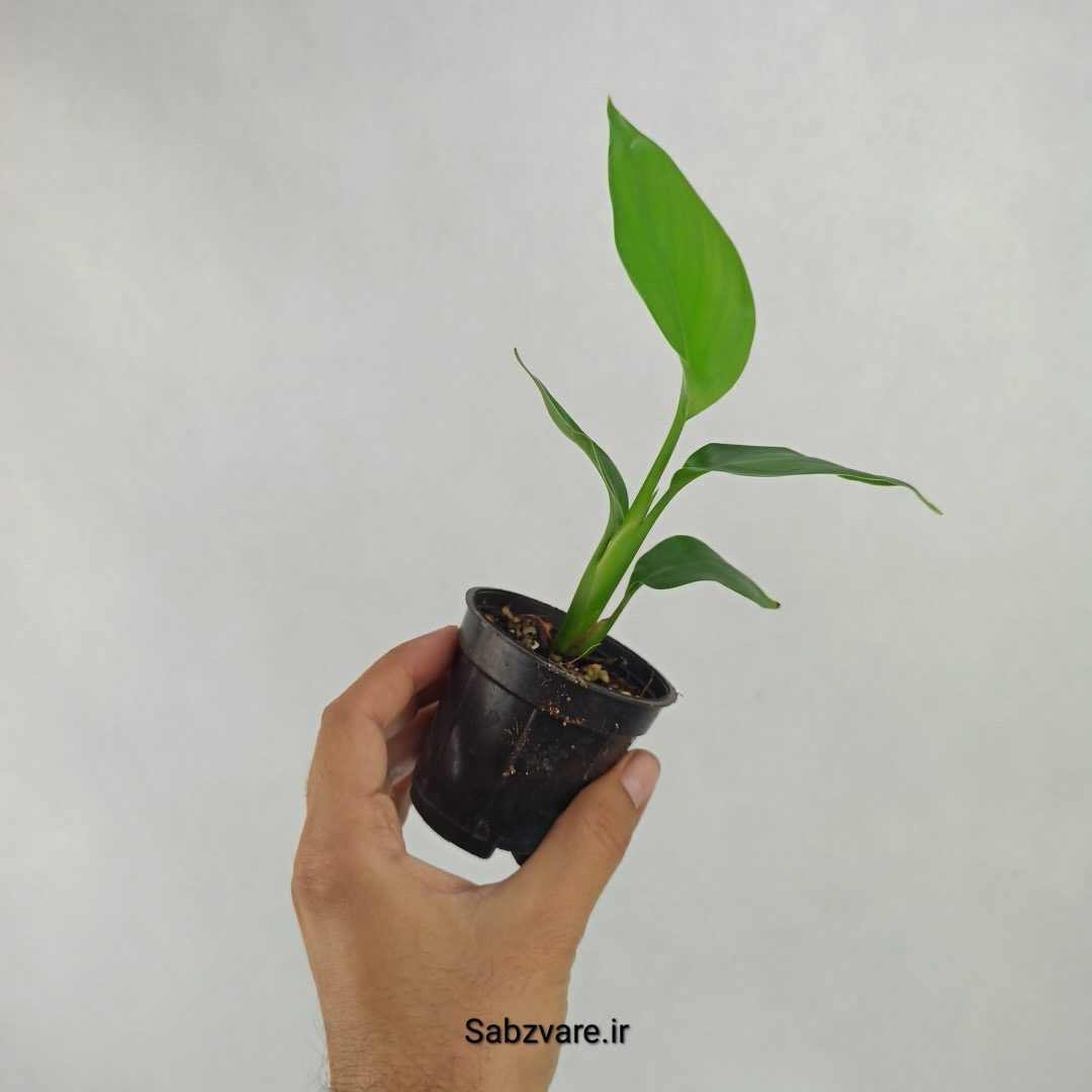 استرلیتزیا نیکولای (Y23636) - Image 3