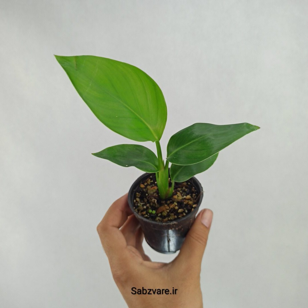 استرلیتزیا نیکولای (Y23636)