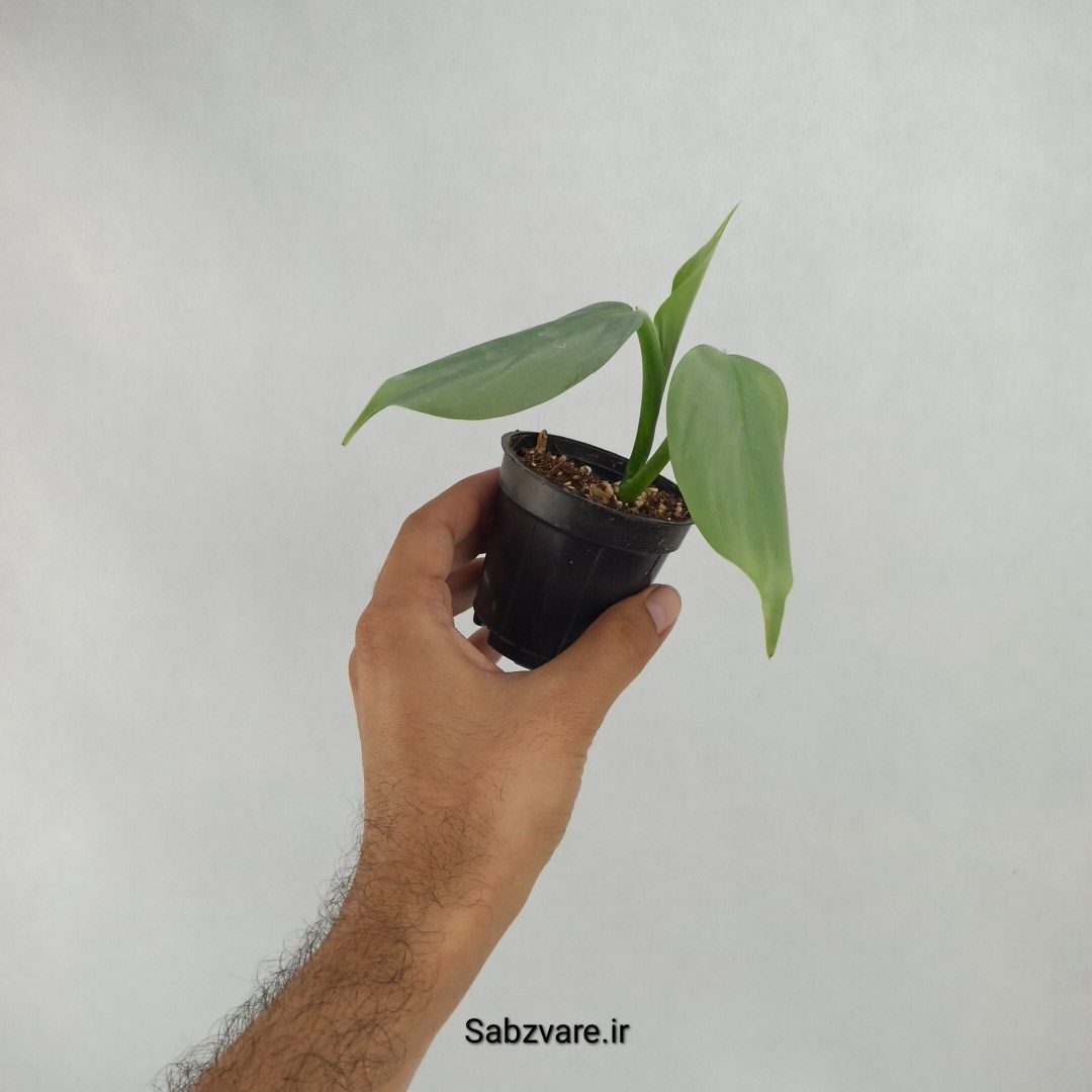 فیلودندرون سیلور (Y23628)