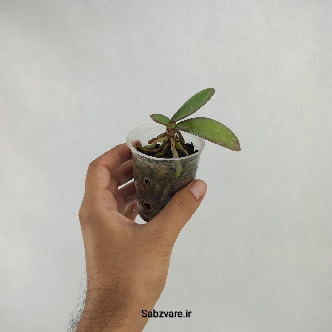 ارکیده فالانوپسیس (Y23627) - Image 3