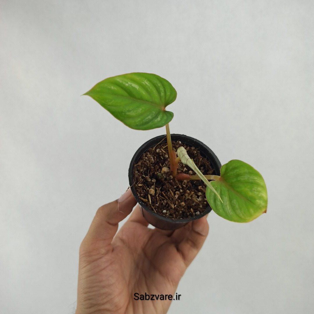فیلودندرون پلومانی (Y23624)