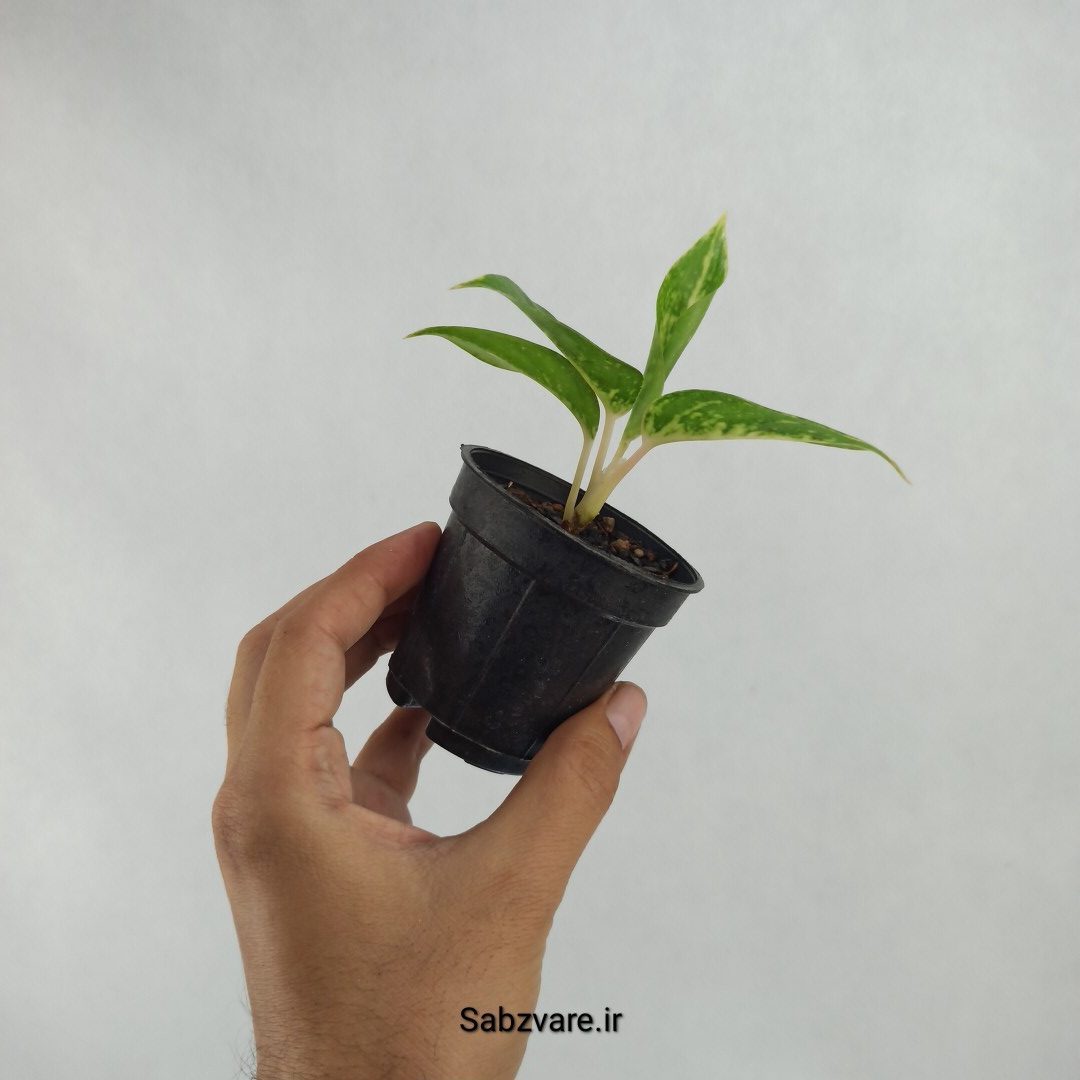 آگلونما رنگی (X23620) - Image 3