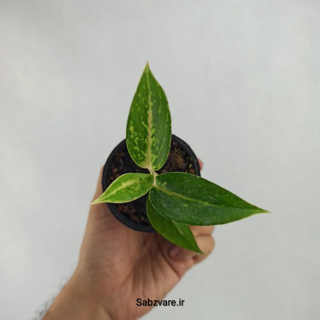 آگلونما رنگی (X23620)