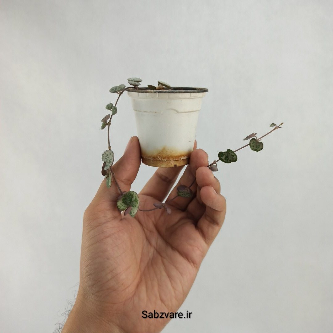 سروپژیا سبز (X23607) - Image 3