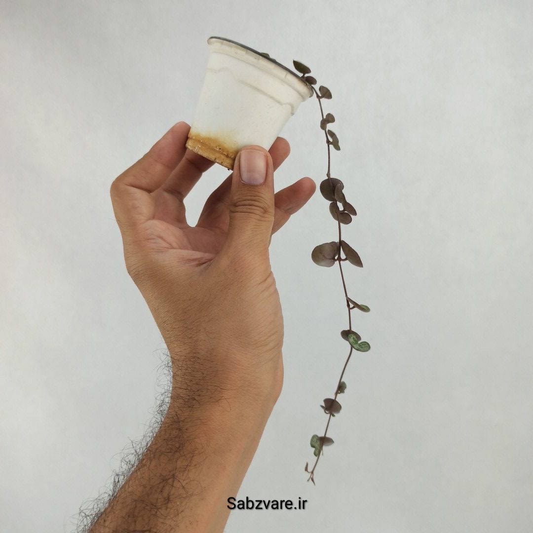 سروپژیا سبز (X23607) - Image 2