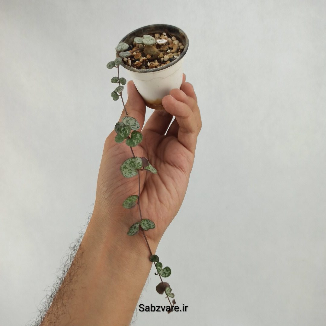 سروپژیا سبز (X23607)