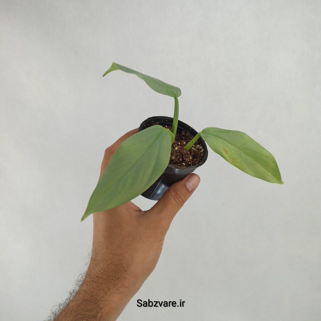 فیلودندرون سیلور (X23606) - Image 3