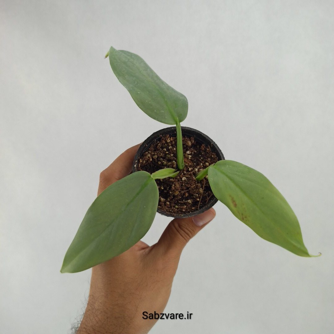 فیلودندرون سیلور (X23606)