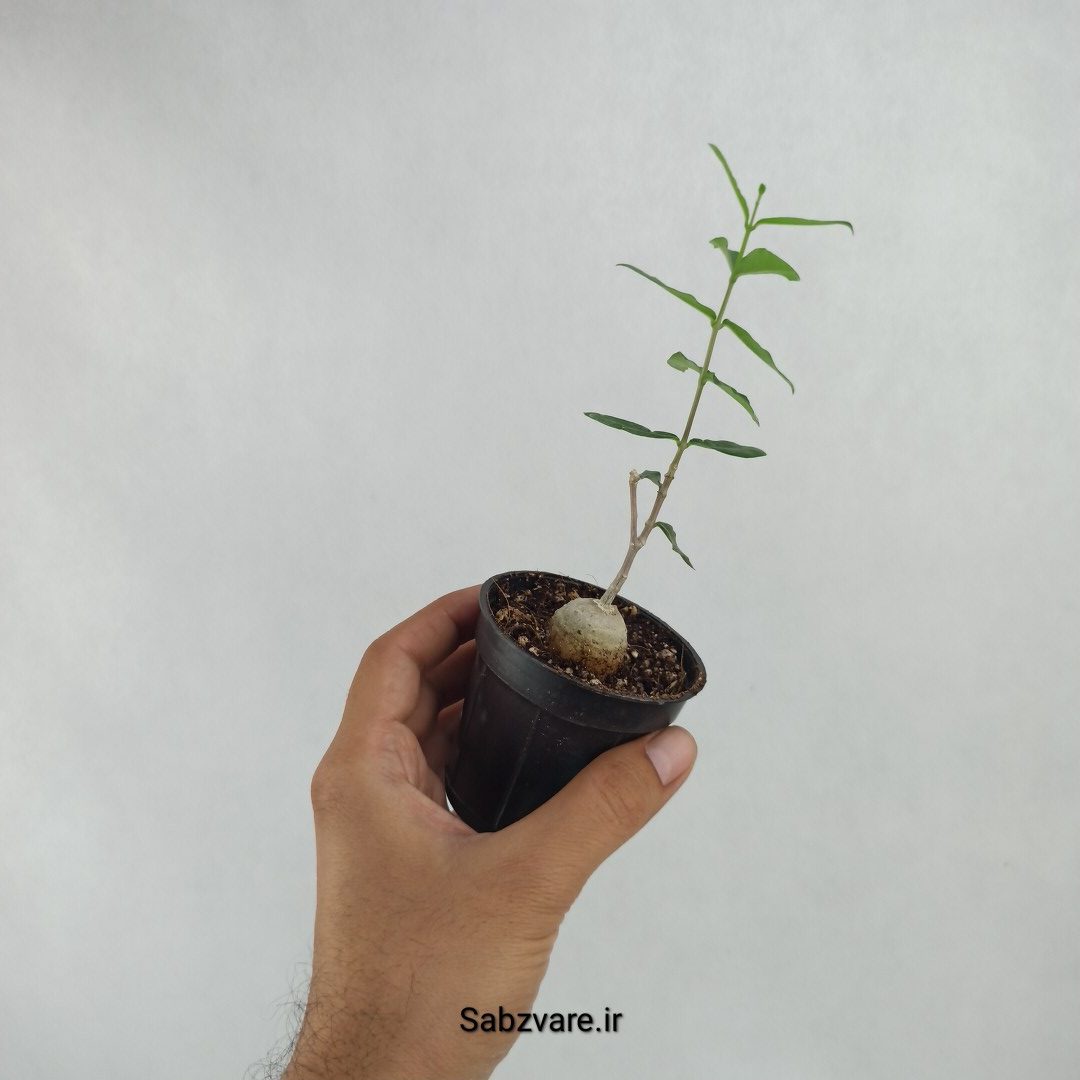 فوکیا (X23605) - Image 3