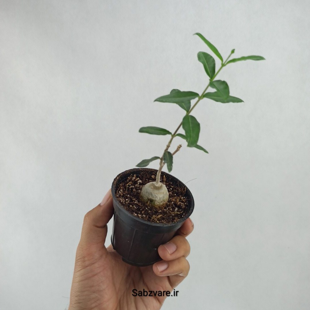 فوکیا (X23605) - Image 2