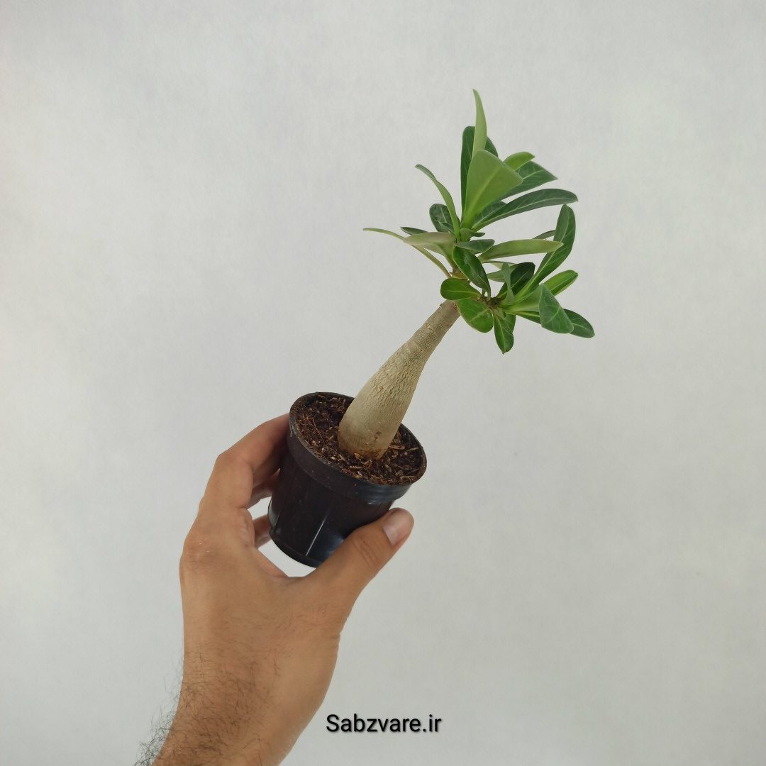 آدنیوم چند شاخه (B23685) - Image 3