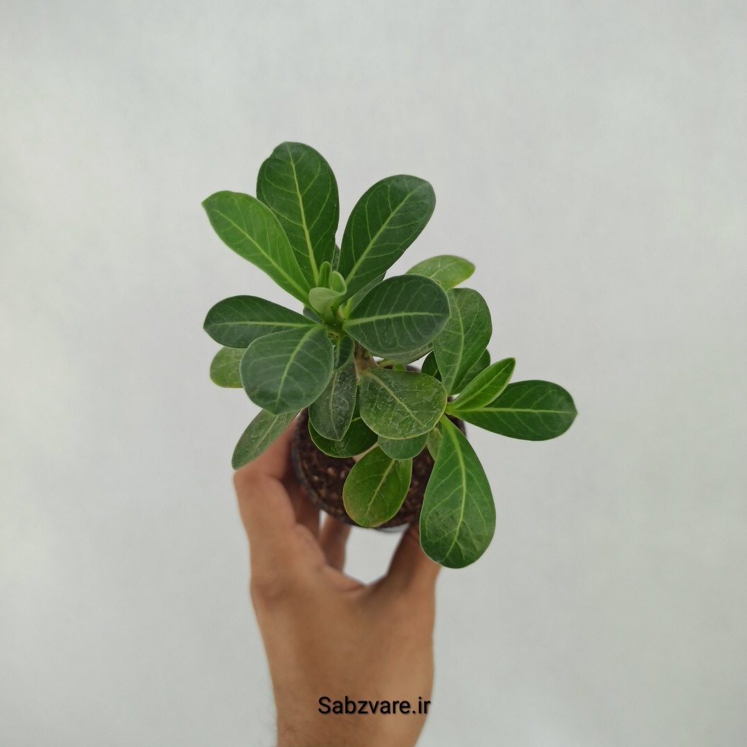 آدنیوم چند شاخه (B23685)