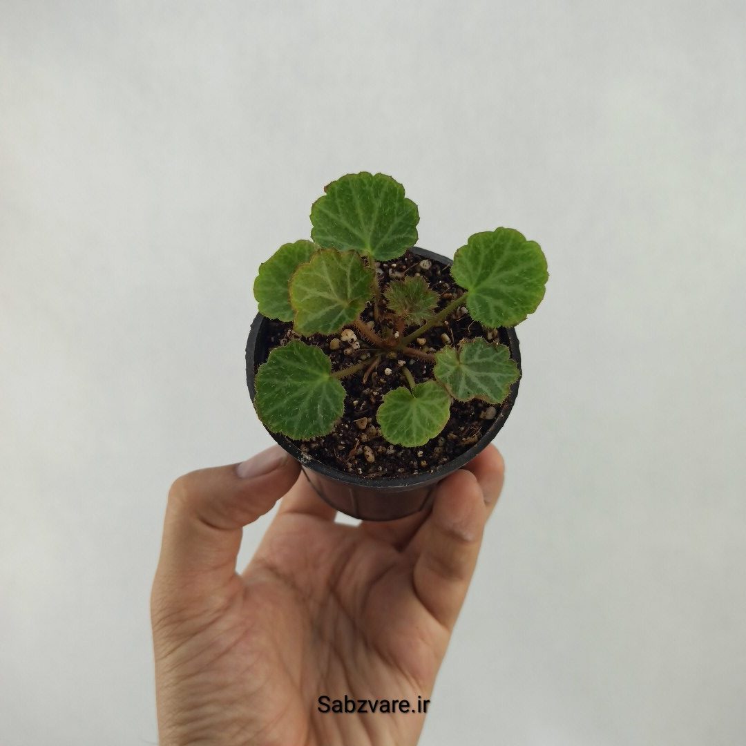 ساکسی فراژ (B23684)