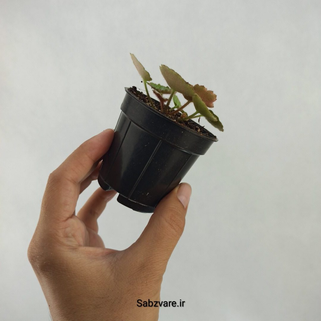 ساکسی فراژ (B23684) - Image 3