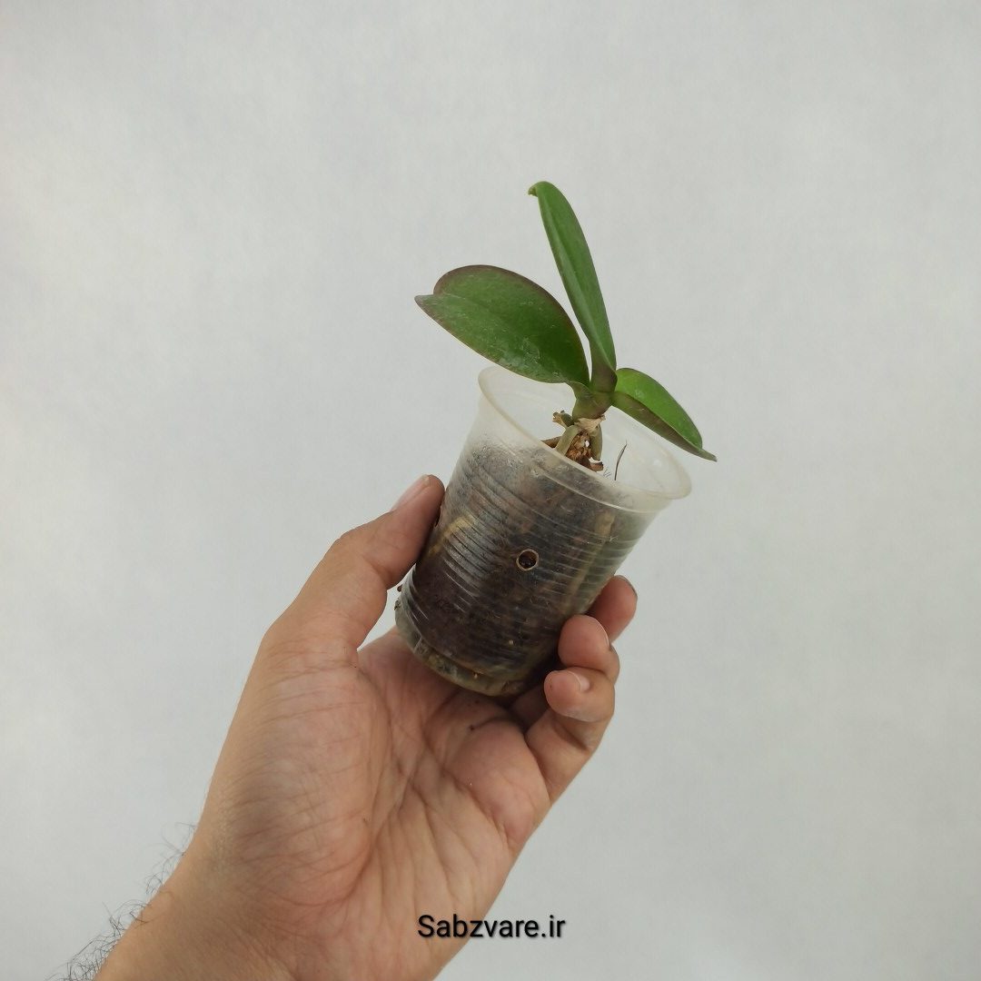 ارکیده فالانوپسیس (A23680) - Image 3