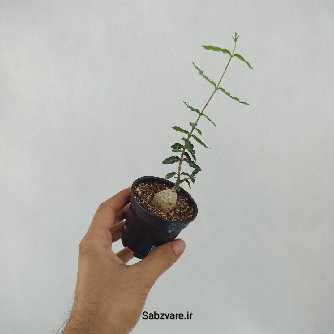 فوکیا (A23679) - Image 2