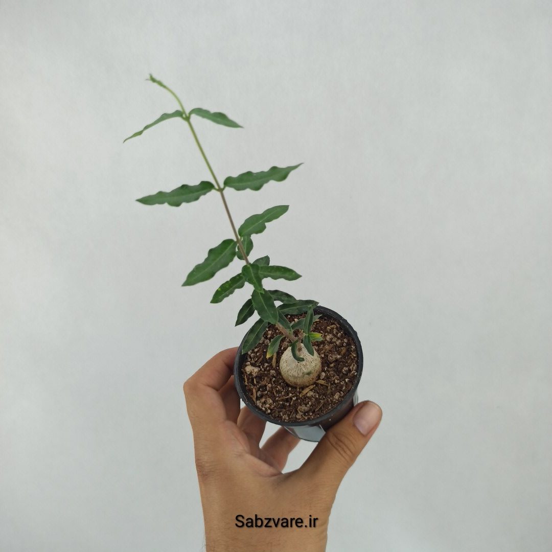 فوکیا (A23679)