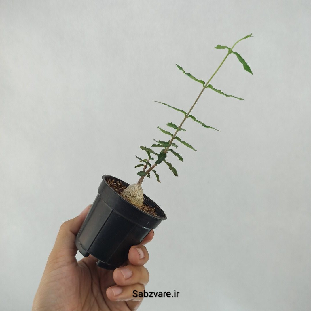 فوکیا (A23679) - Image 3