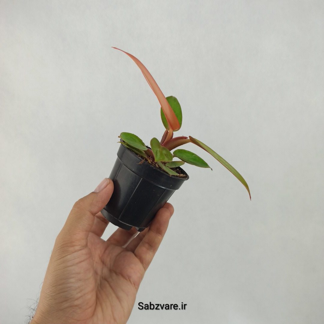 فیلودندرون پرتقالی (A23678) - Image 3