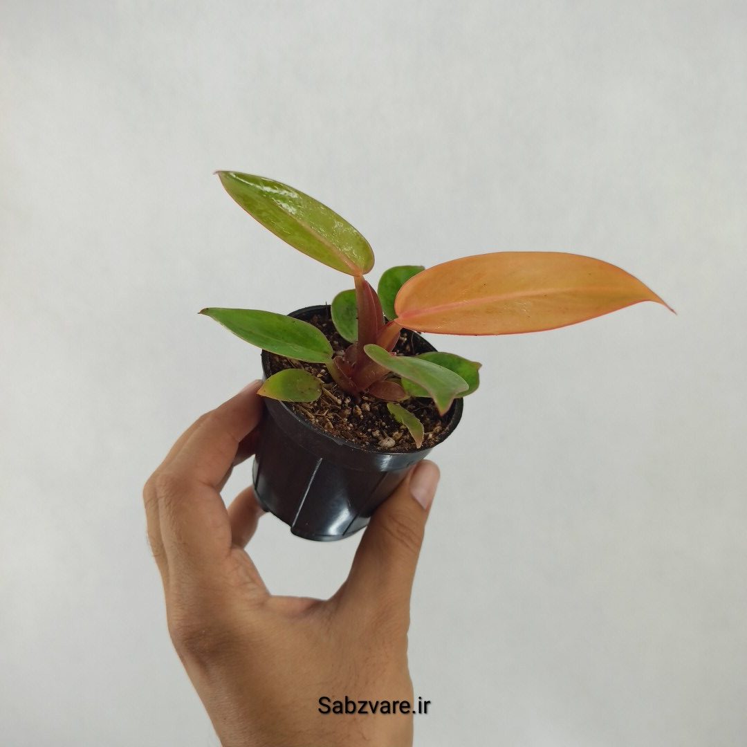 فیلودندرون پرتقالی (A23678) - Image 2