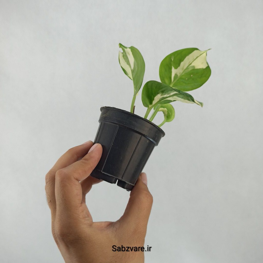 پتوس ارتشی (A23667) - Image 3