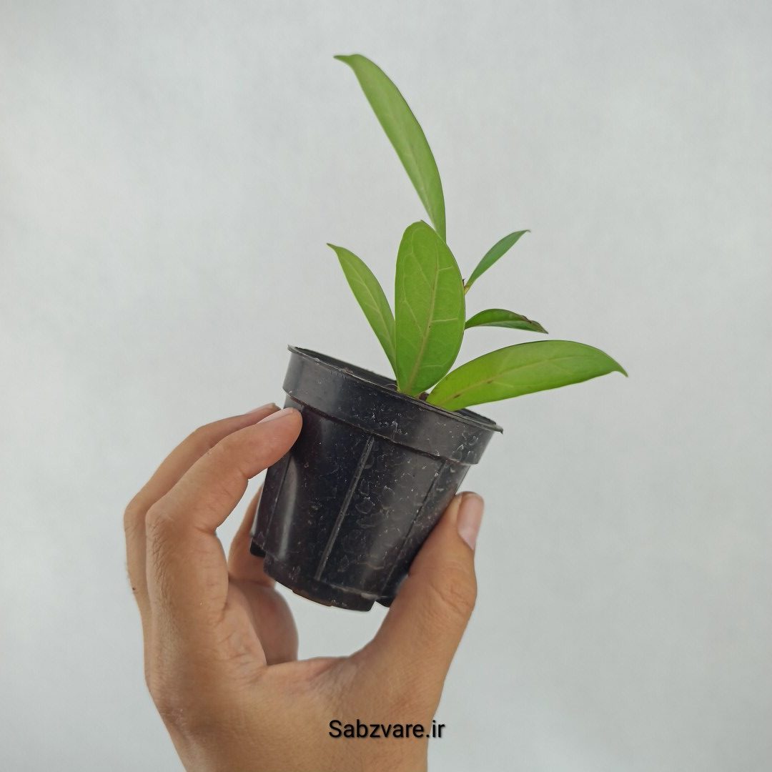 فیکوس پولا (A23665) - Image 3