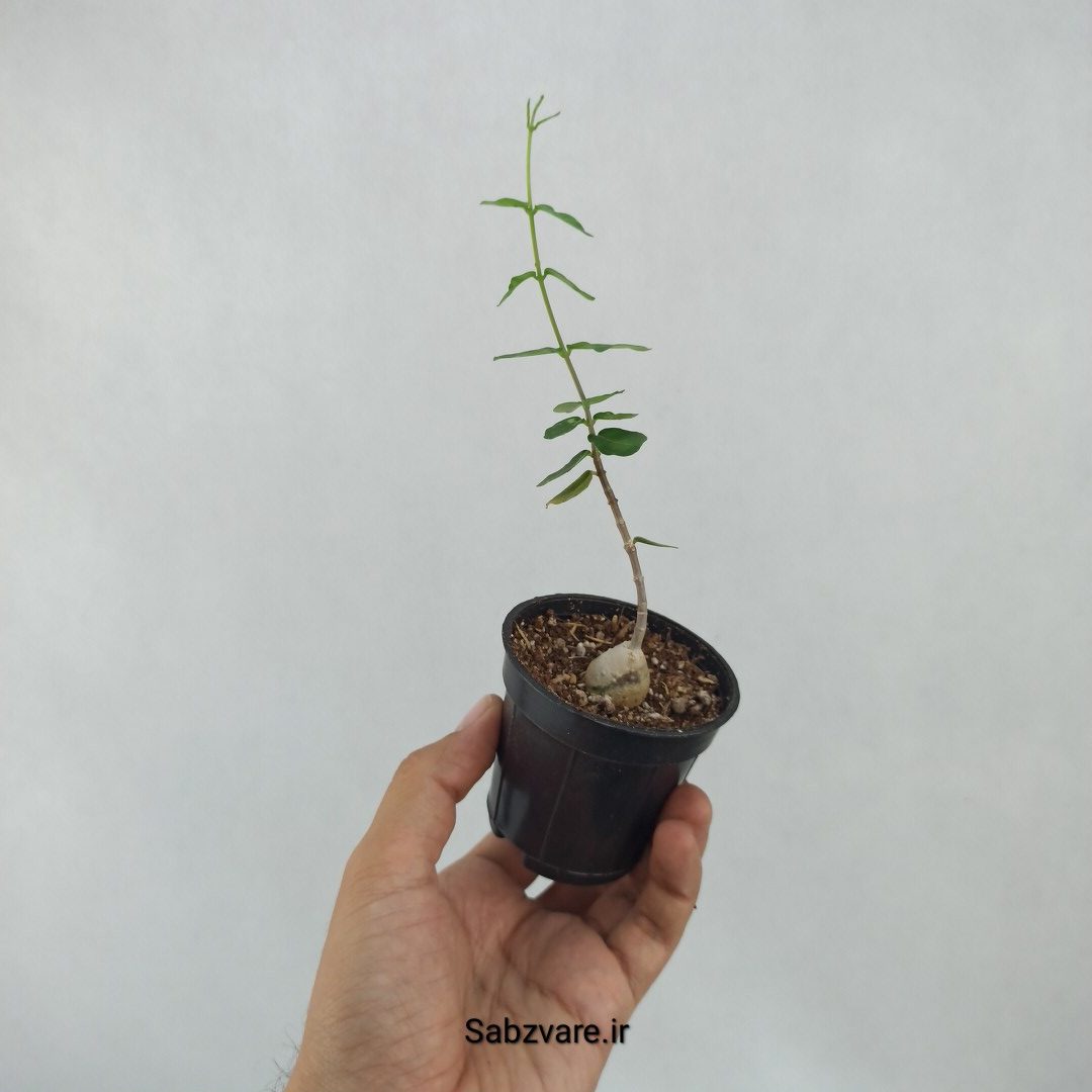 فوکیا (Z23656) - Image 3