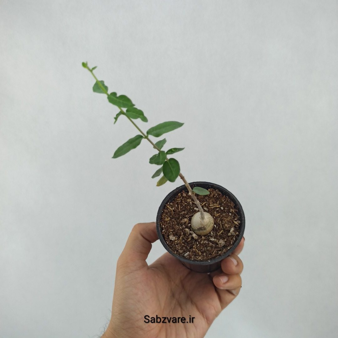 فوکیا (Z23656) - Image 2