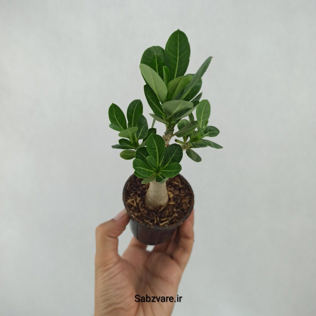 آدنیوم چند شاخه (Z23654)