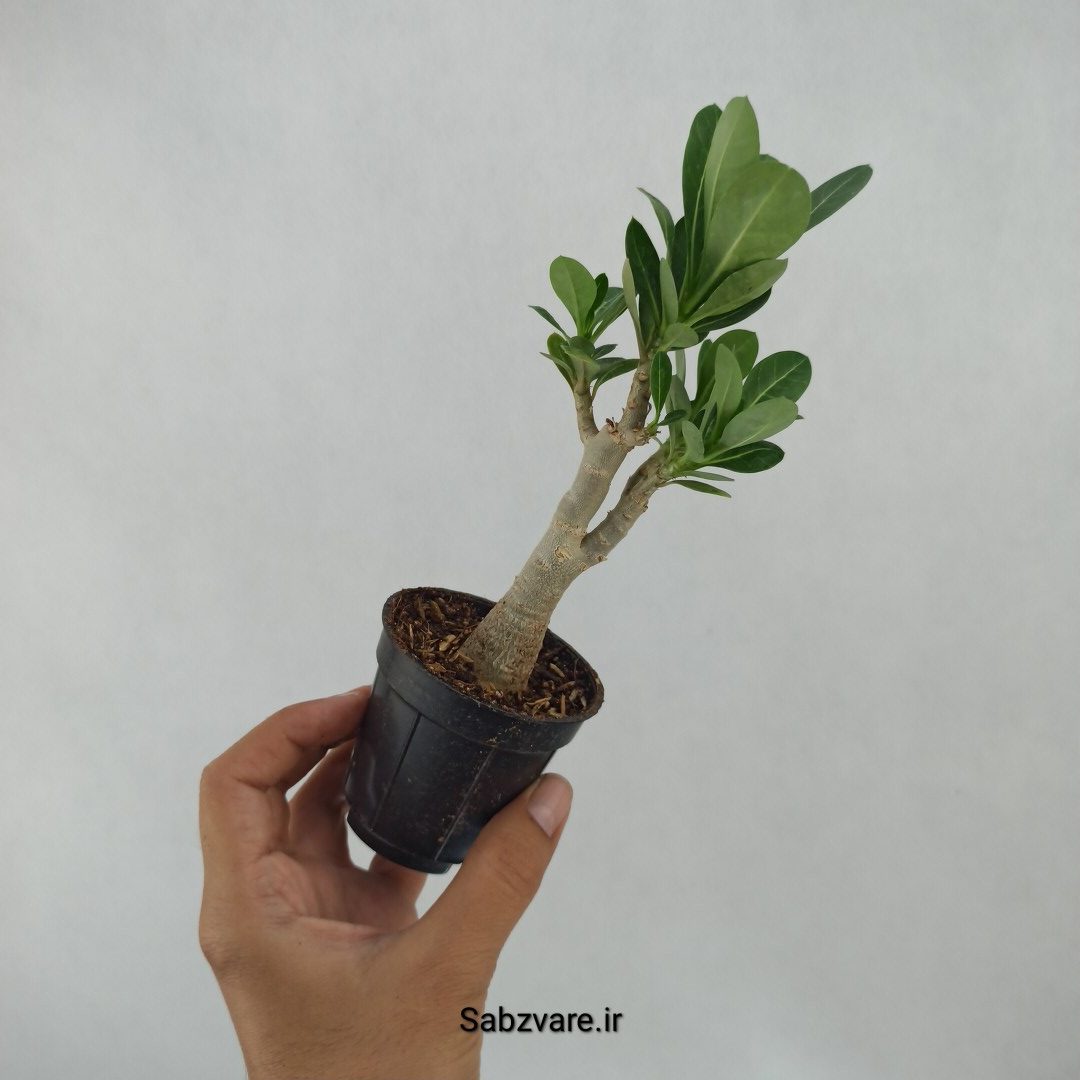 آدنیوم چند شاخه (Z23654) - Image 3
