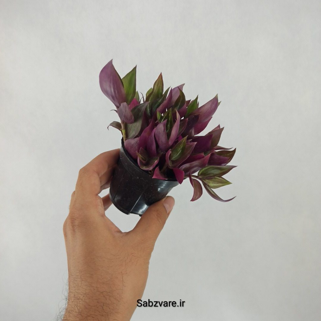 برگ بیدی پوست پیازی (Z23647) - Image 2