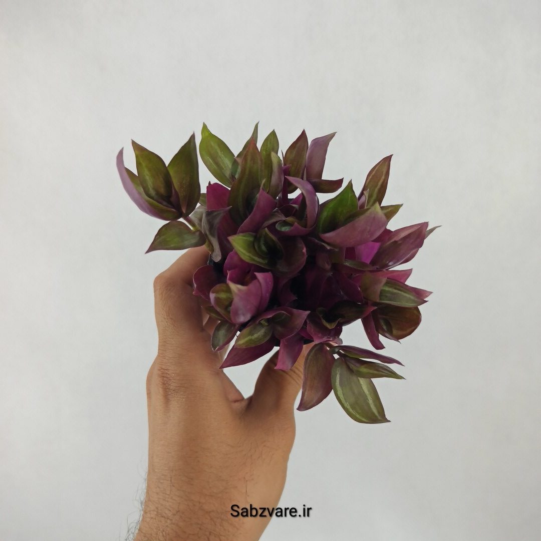 برگ بیدی پوست پیازی (Z23647)