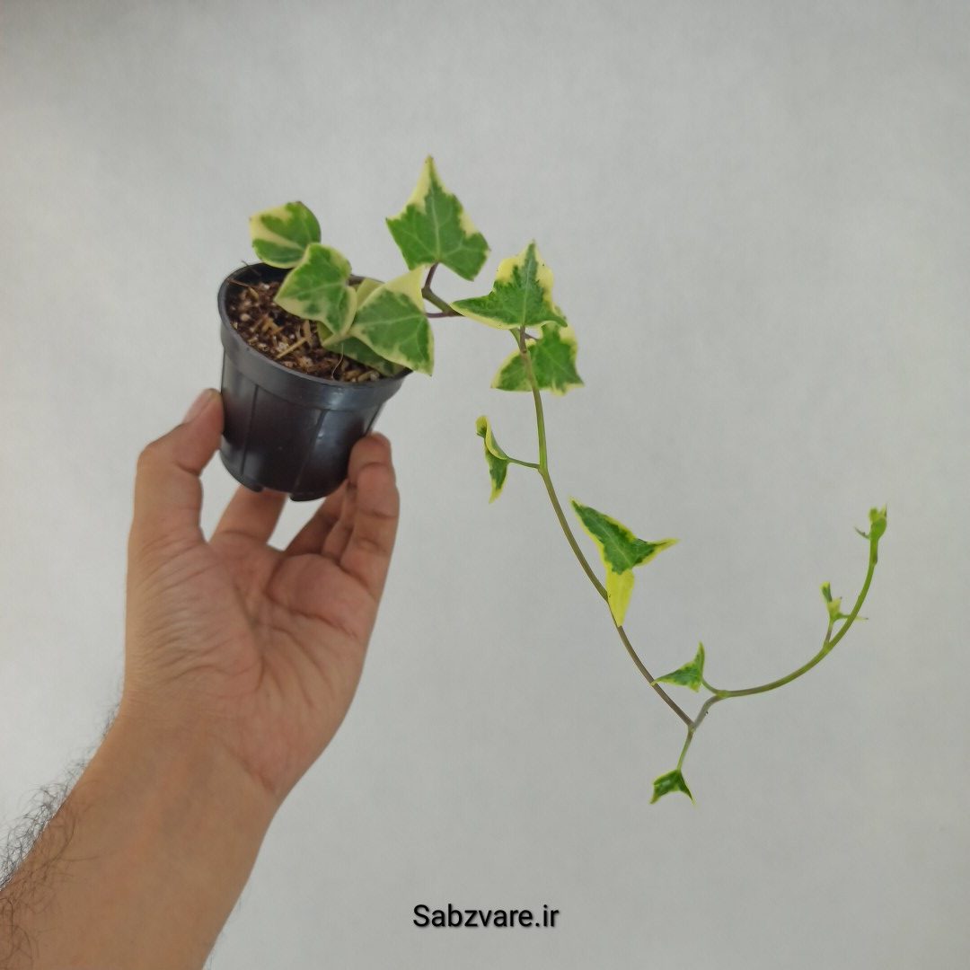 سنسیو ماکروگلسوس ابلق (E23747)