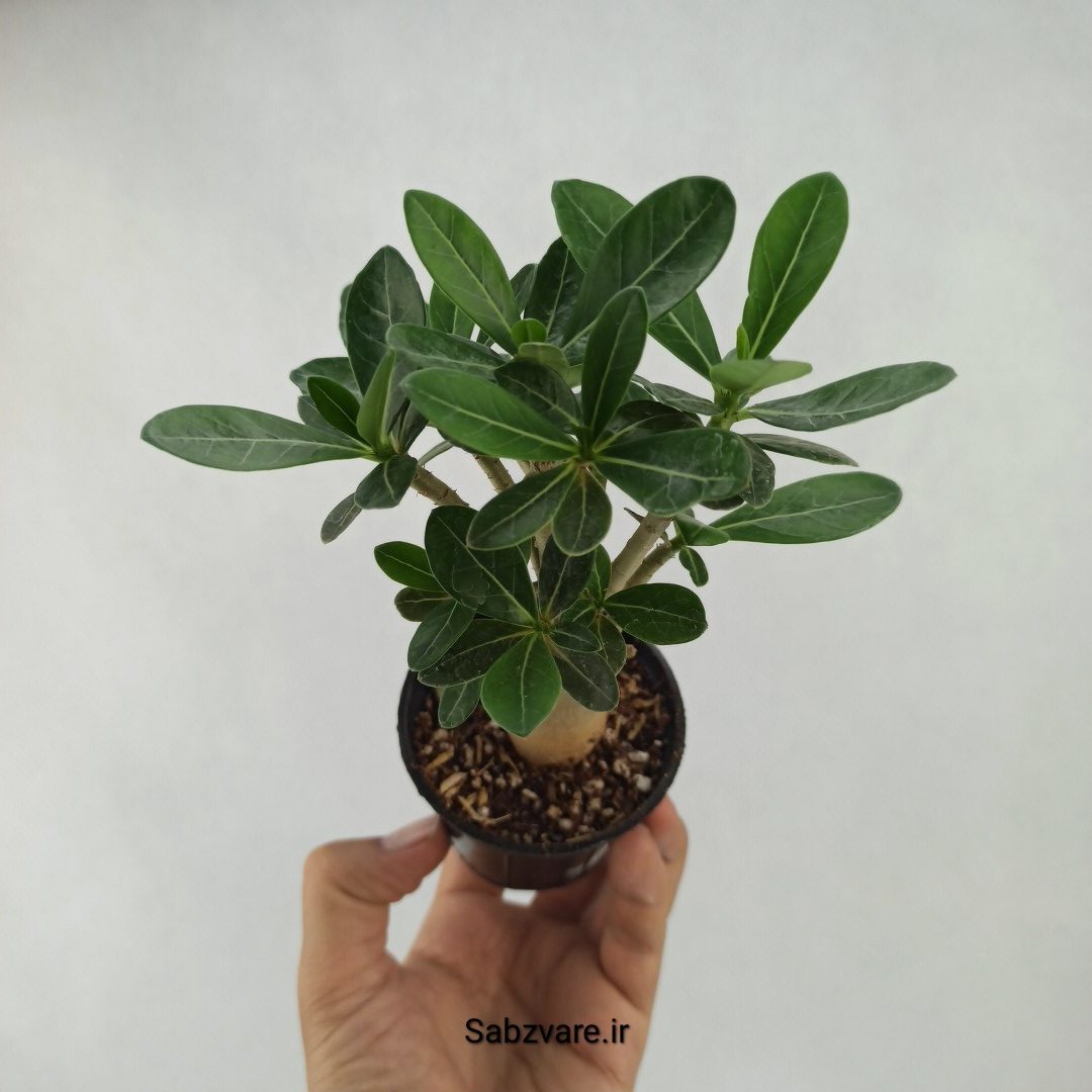 آدنیوم چند شاخه (D23745)